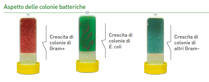 colonie batteriche Vetoslide
