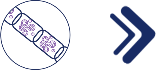 pictos_mitochondria4b